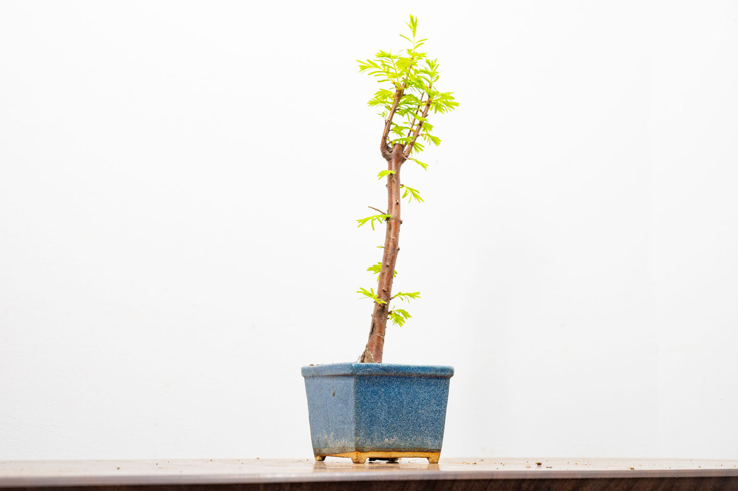 Dawn Redwood Bonsai Starter Tree
