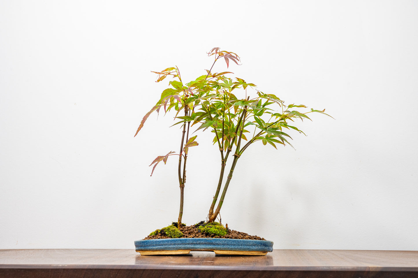 Japanese Maple 2 Tree Bonsai