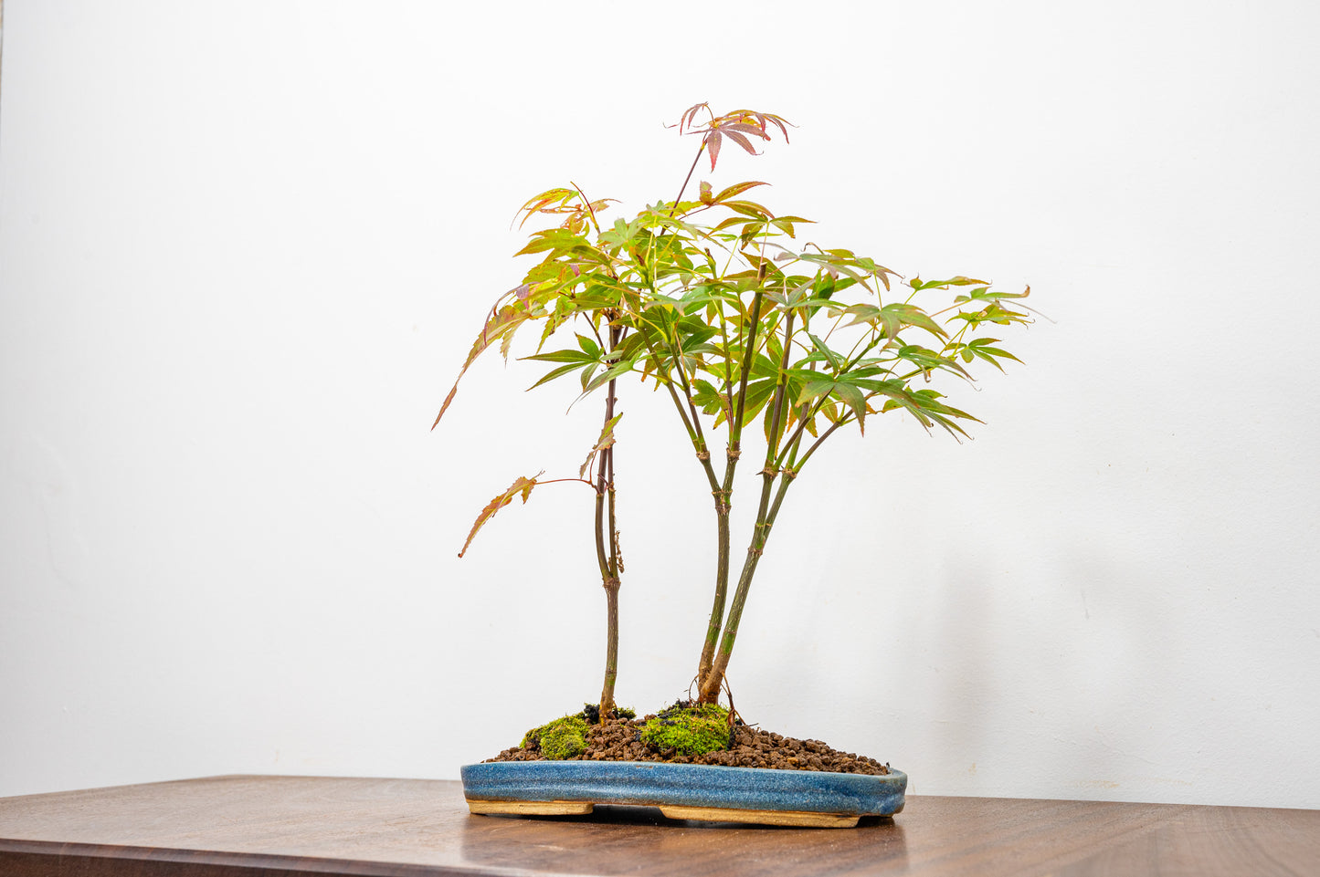 Japanese Maple 2 Tree Bonsai