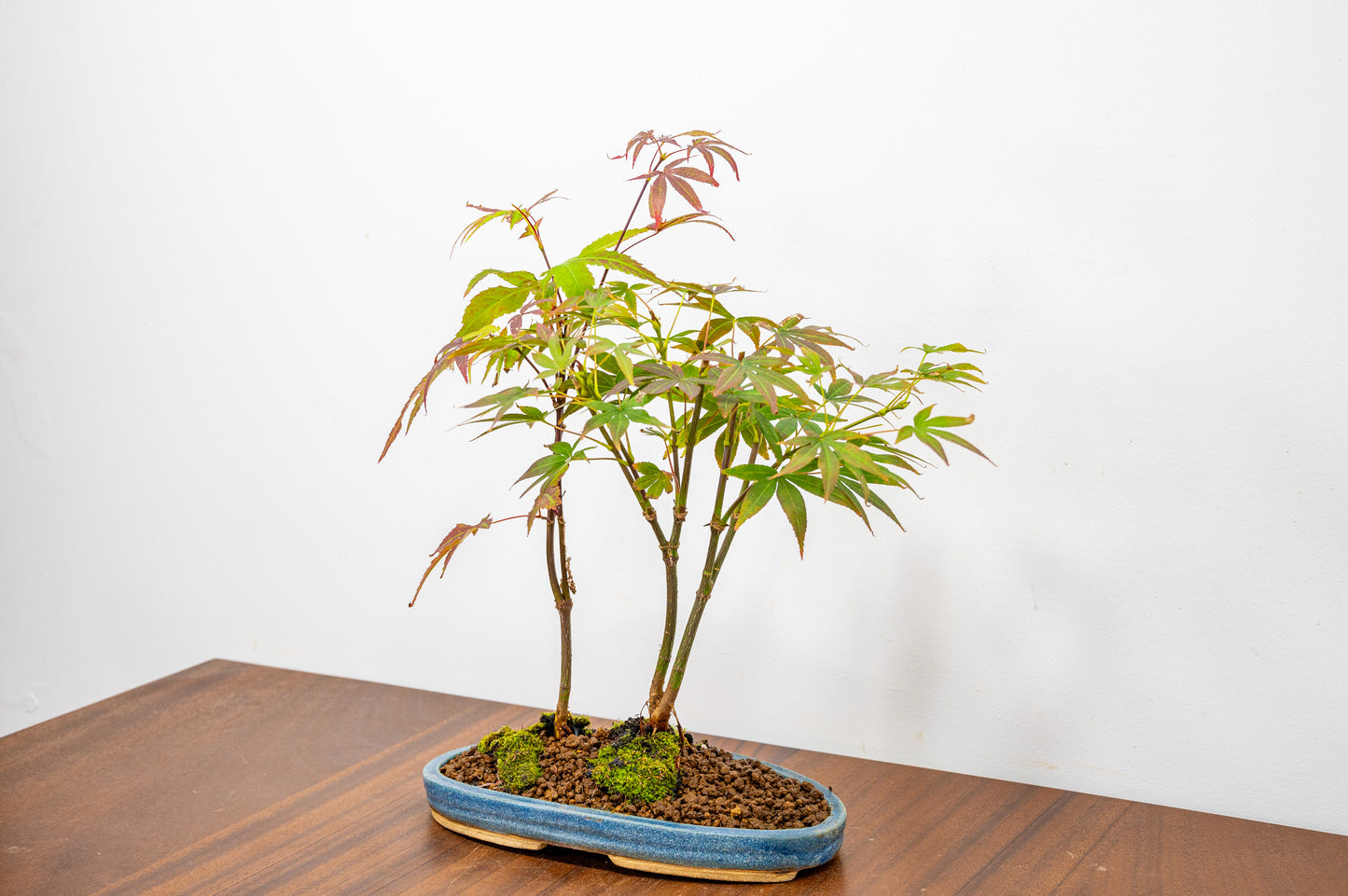 Japanese Maple 2 Tree Bonsai