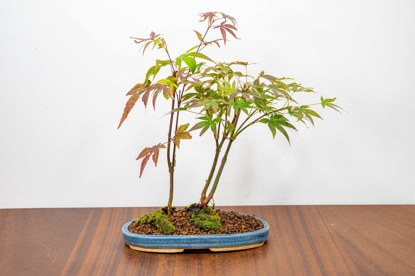 Japanese Maple 2 Tree Bonsai