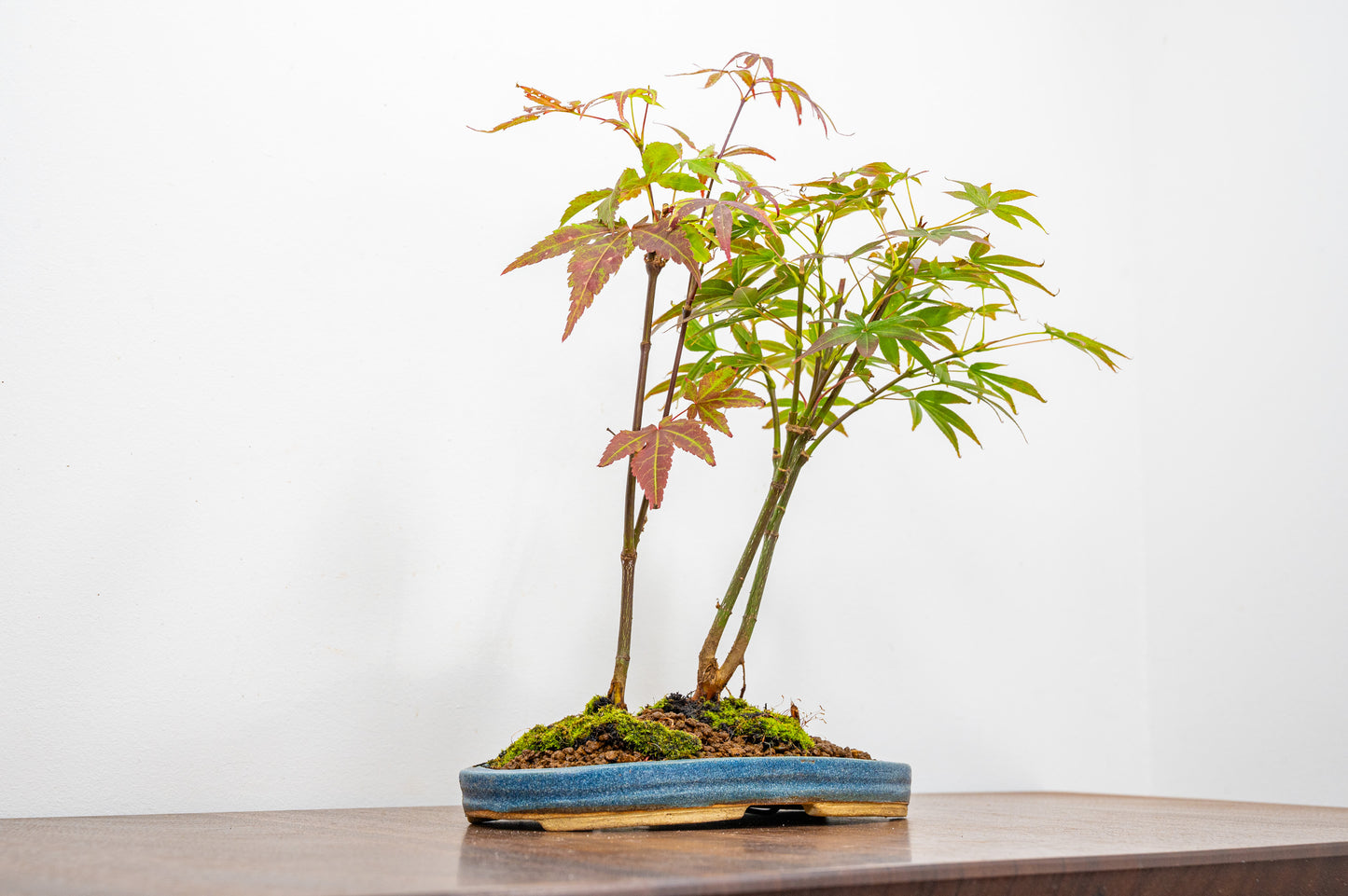 Japanese Maple 2 Tree Bonsai