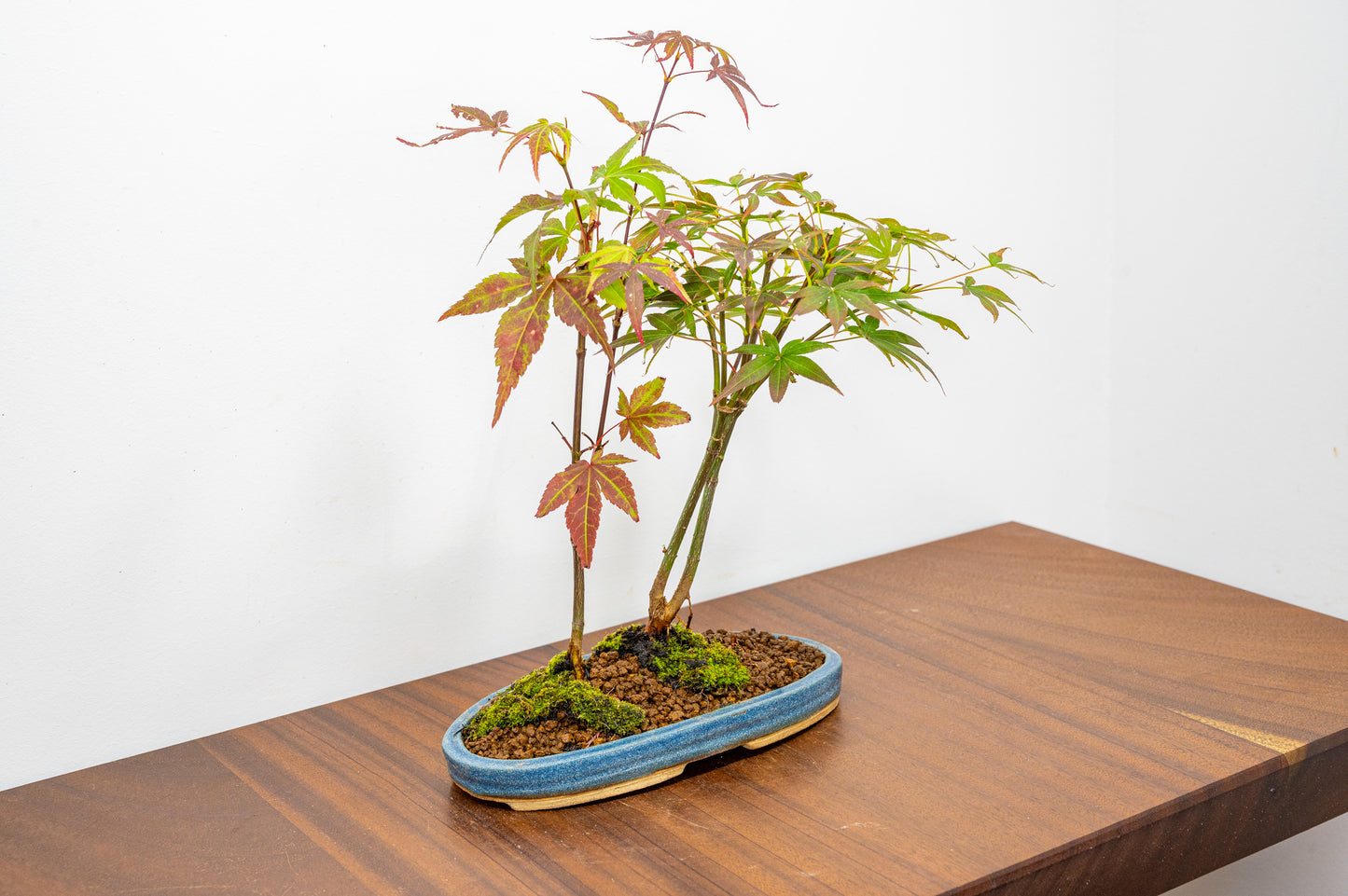 Japanese Maple 2 Tree Bonsai