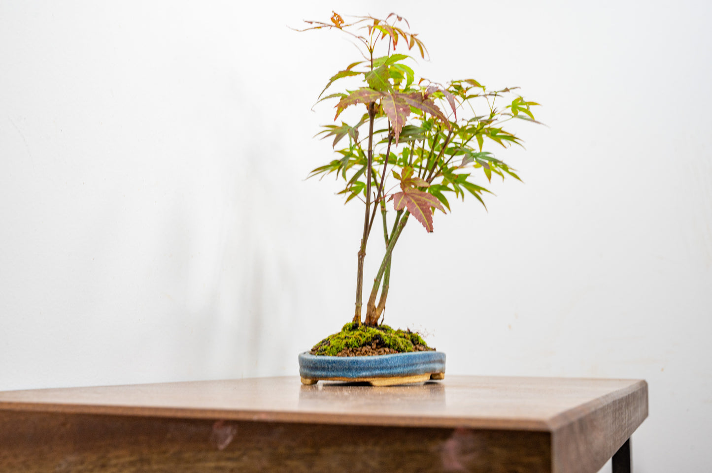 Japanese Maple 2 Tree Bonsai