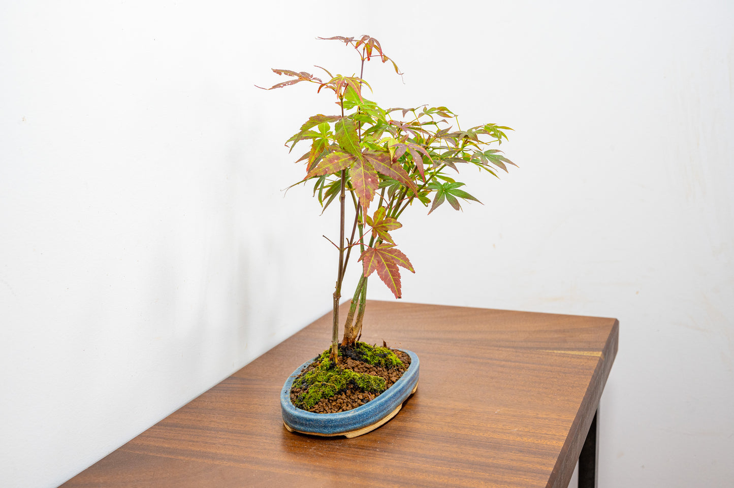 Japanese Maple 2 Tree Bonsai