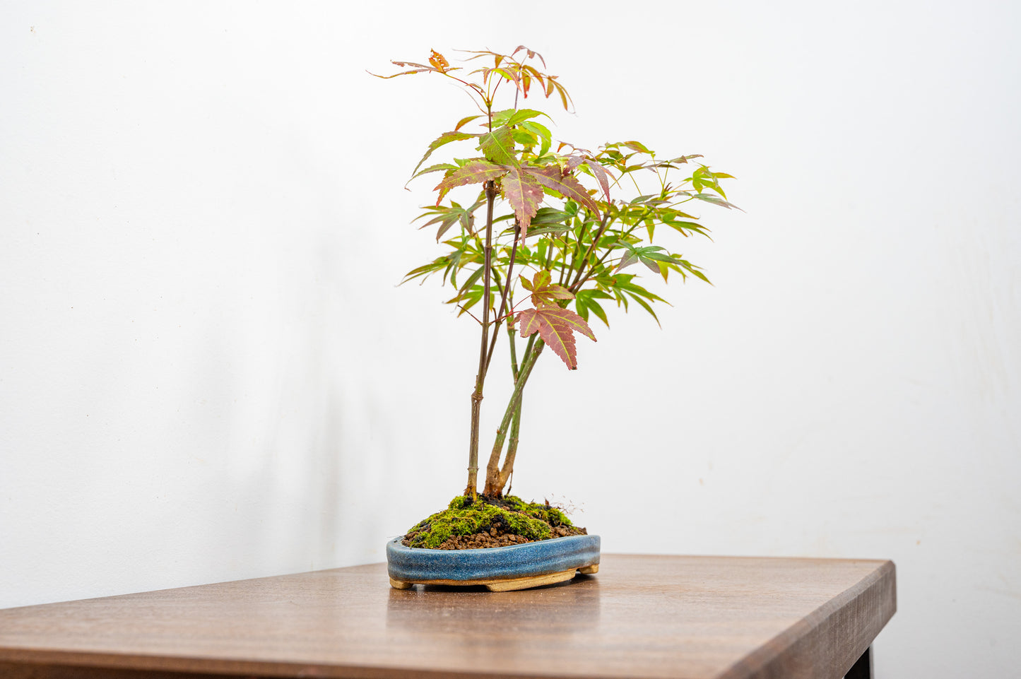 Japanese Maple 2 Tree Bonsai