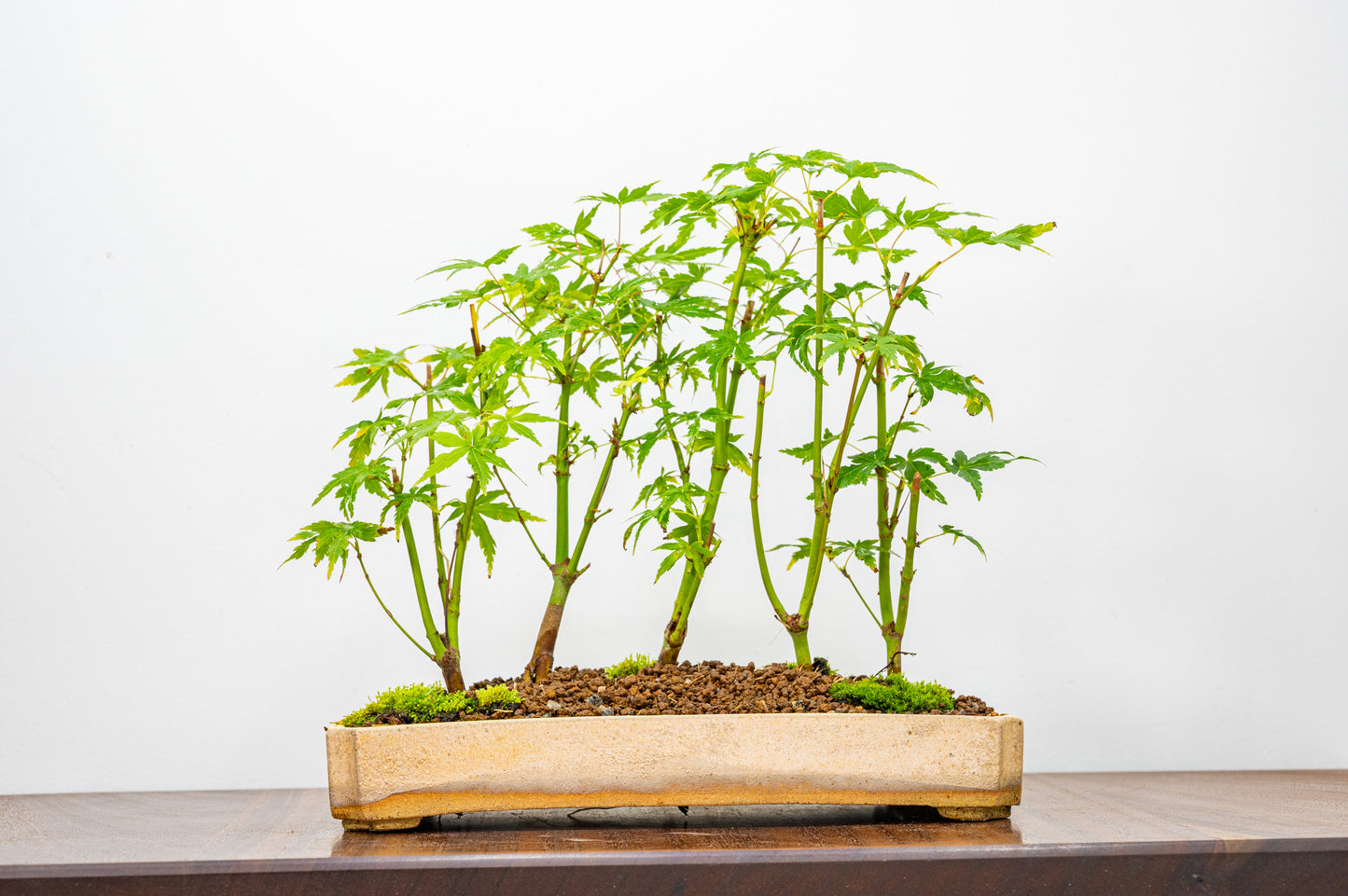 Japanese Maple Group Bonsai