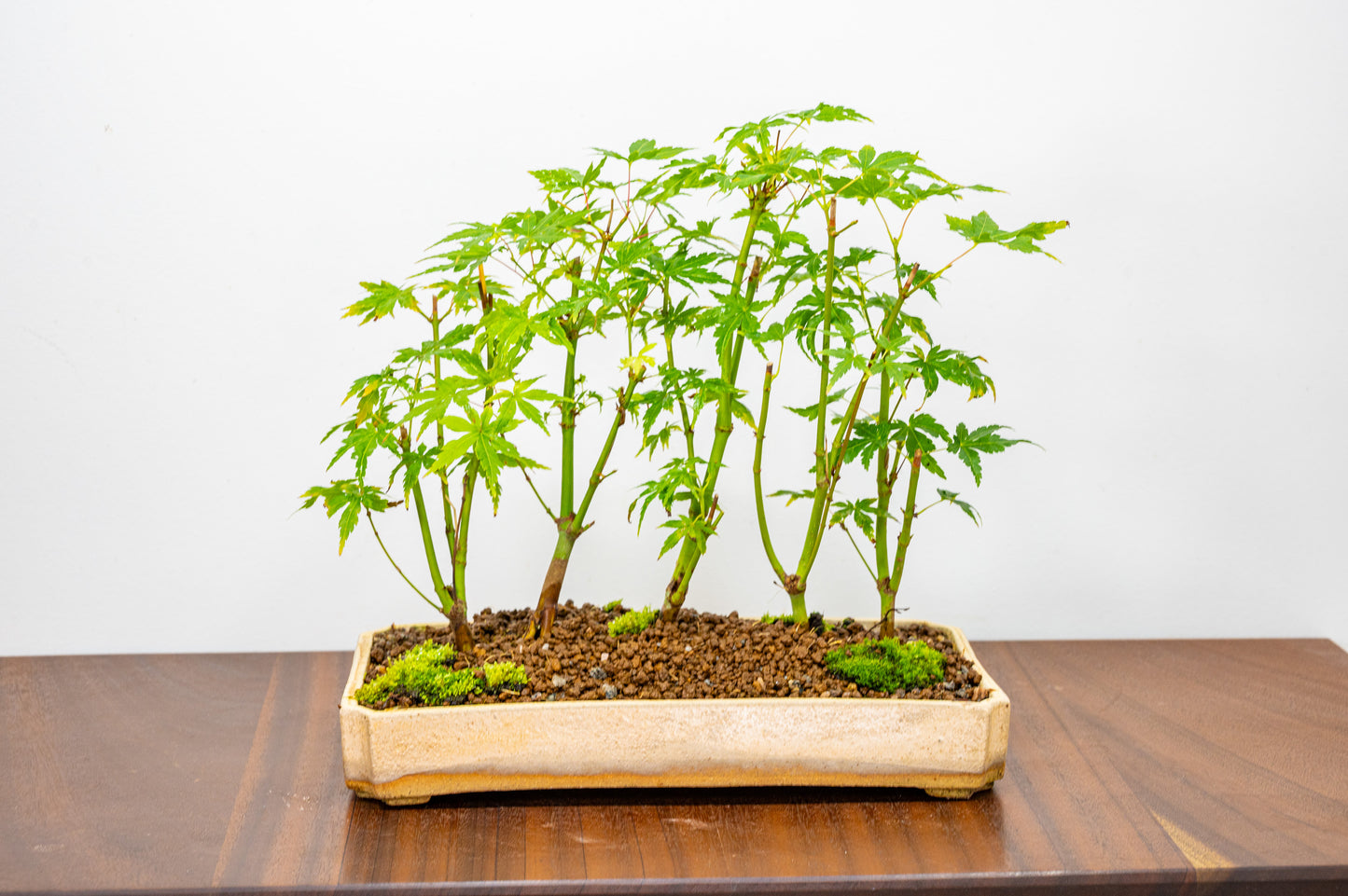 Japanese Maple Group Bonsai