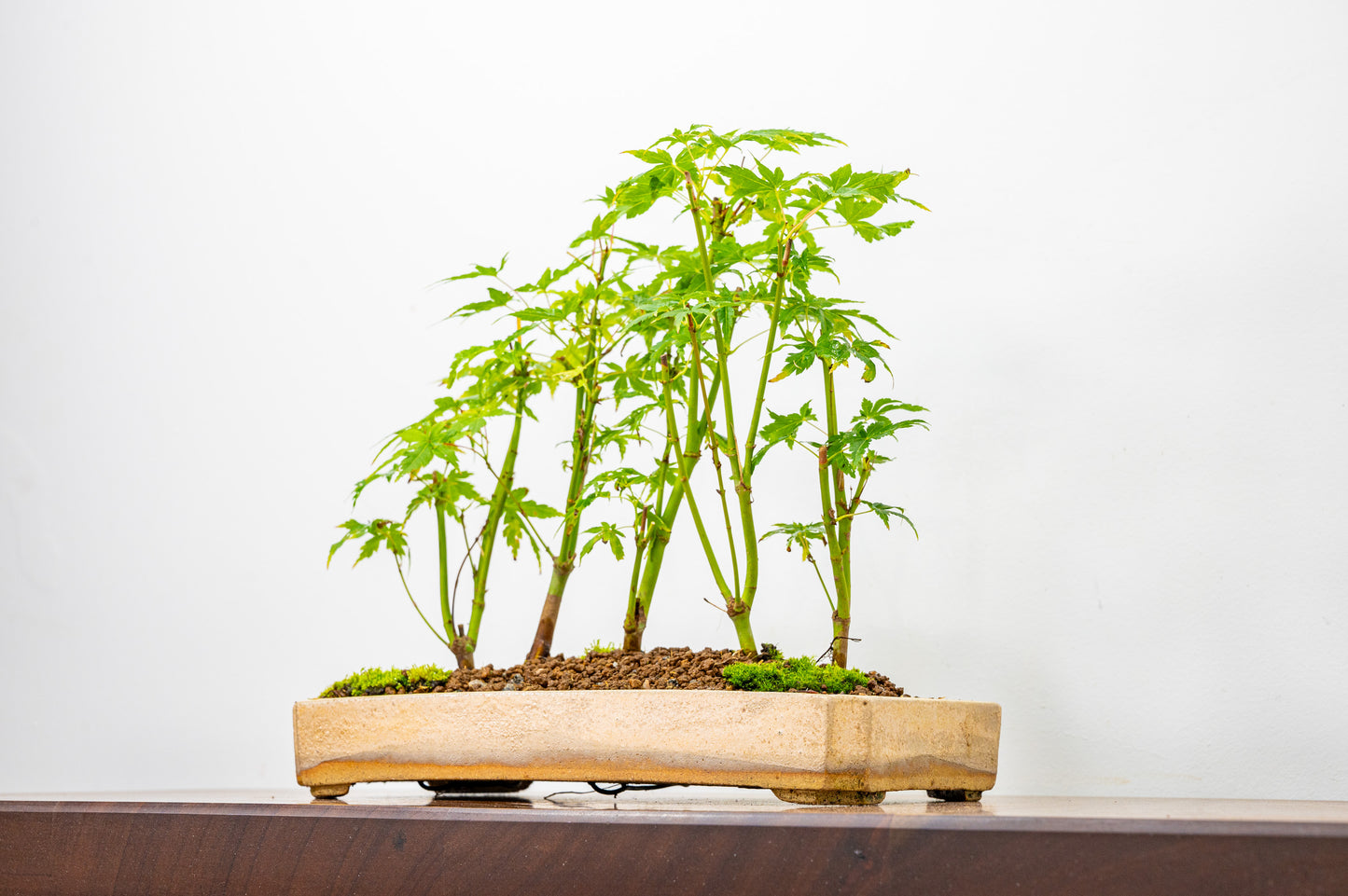 Japanese Maple Group Bonsai