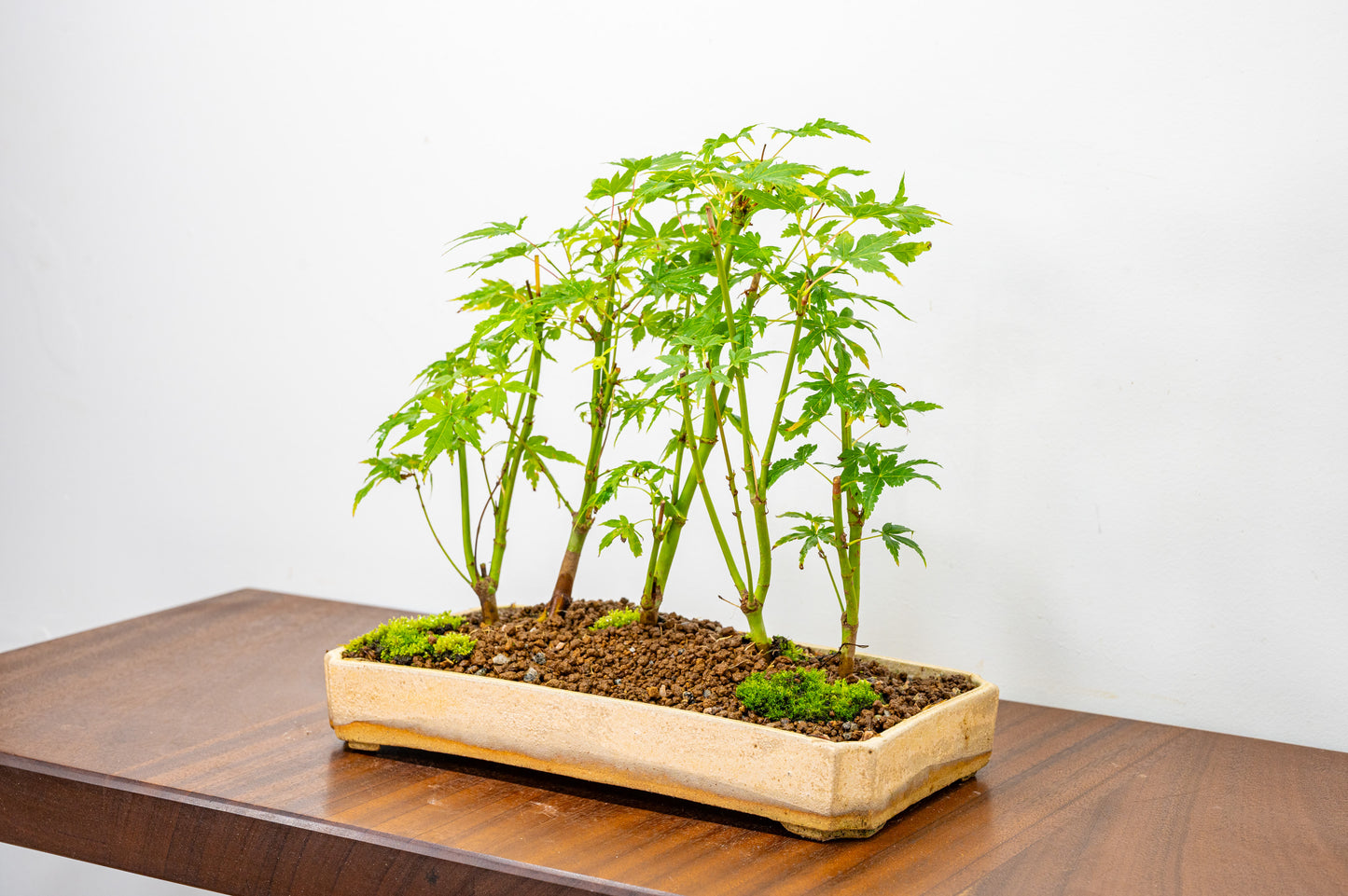 Japanese Maple Group Bonsai