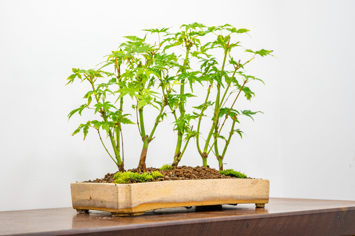 Japanese Maple Group Bonsai