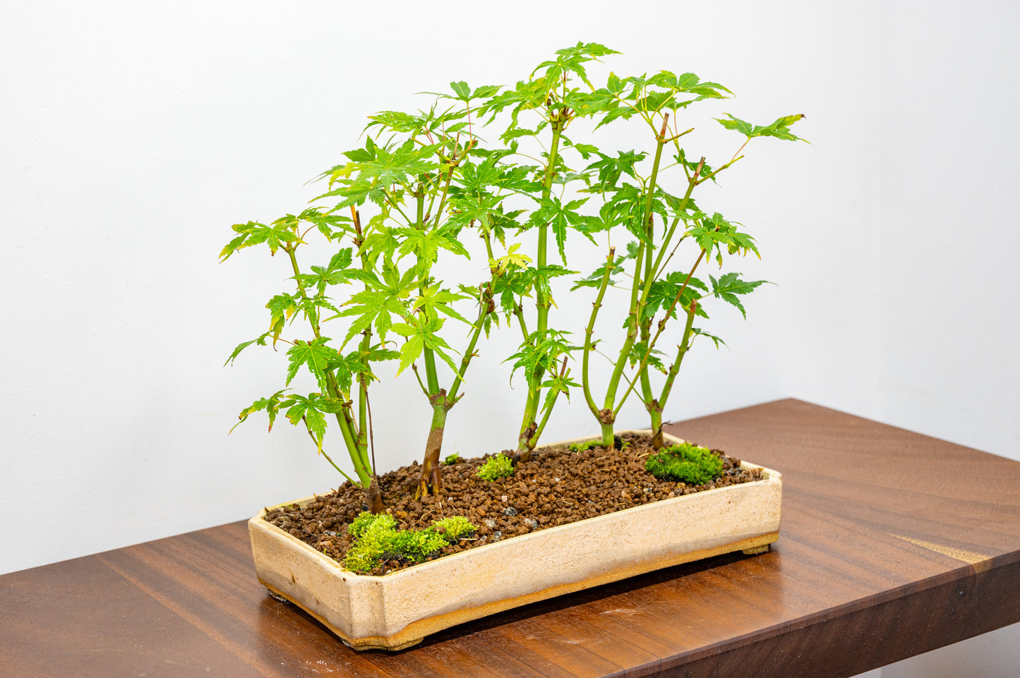 Japanese Maple Group Bonsai