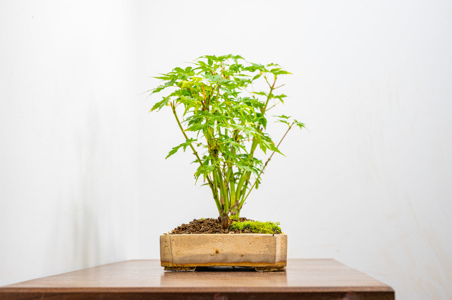 Japanese Maple Group Bonsai