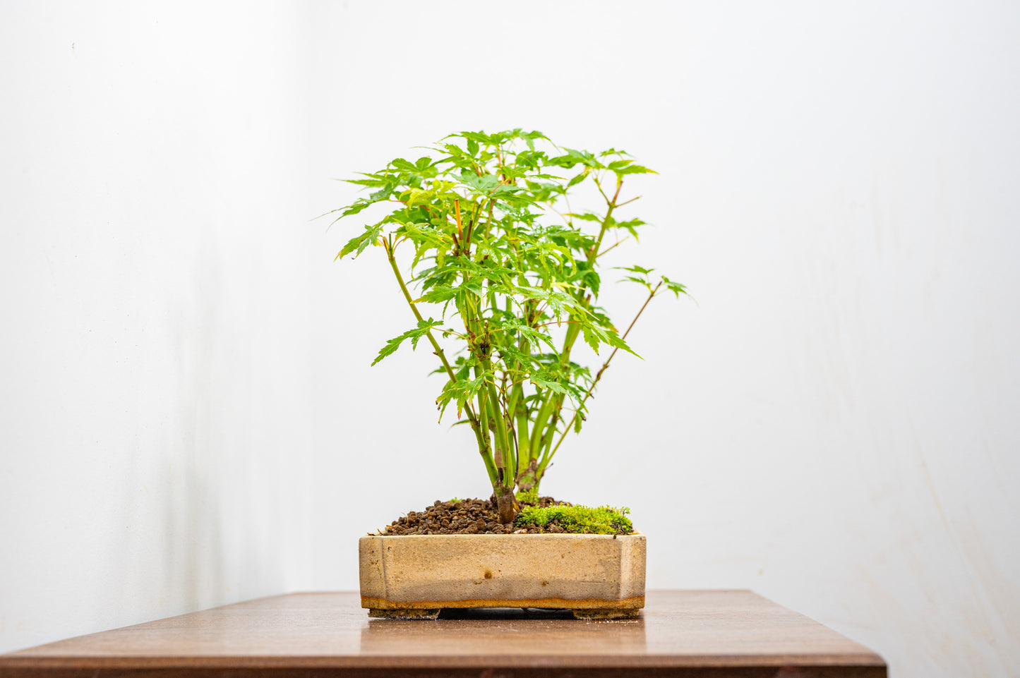 Japanese Maple Group Bonsai