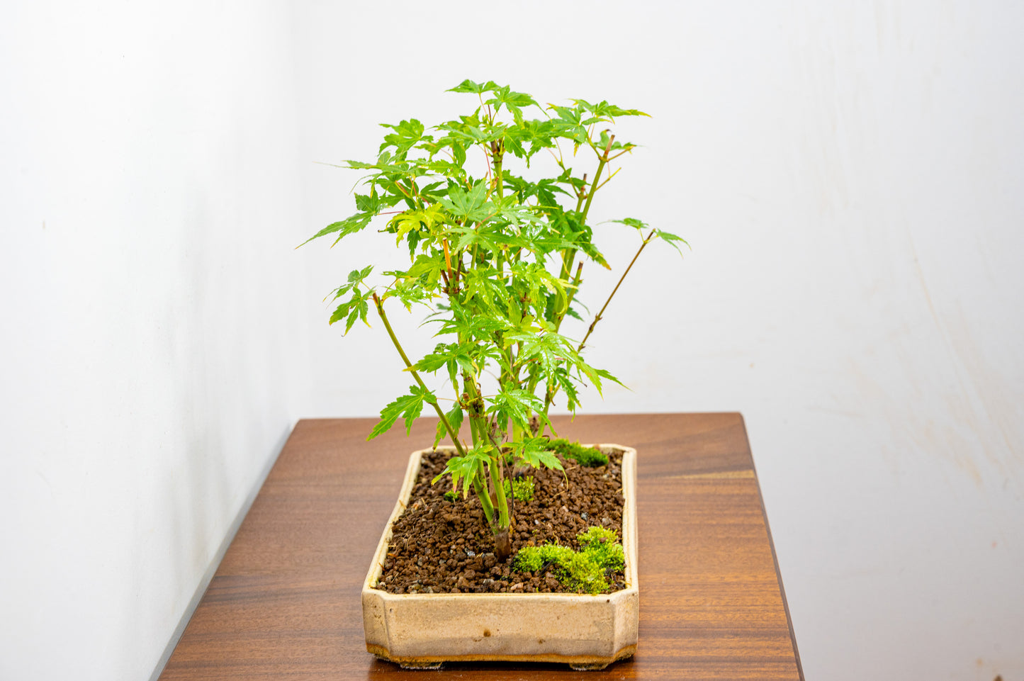 Japanese Maple Group Bonsai