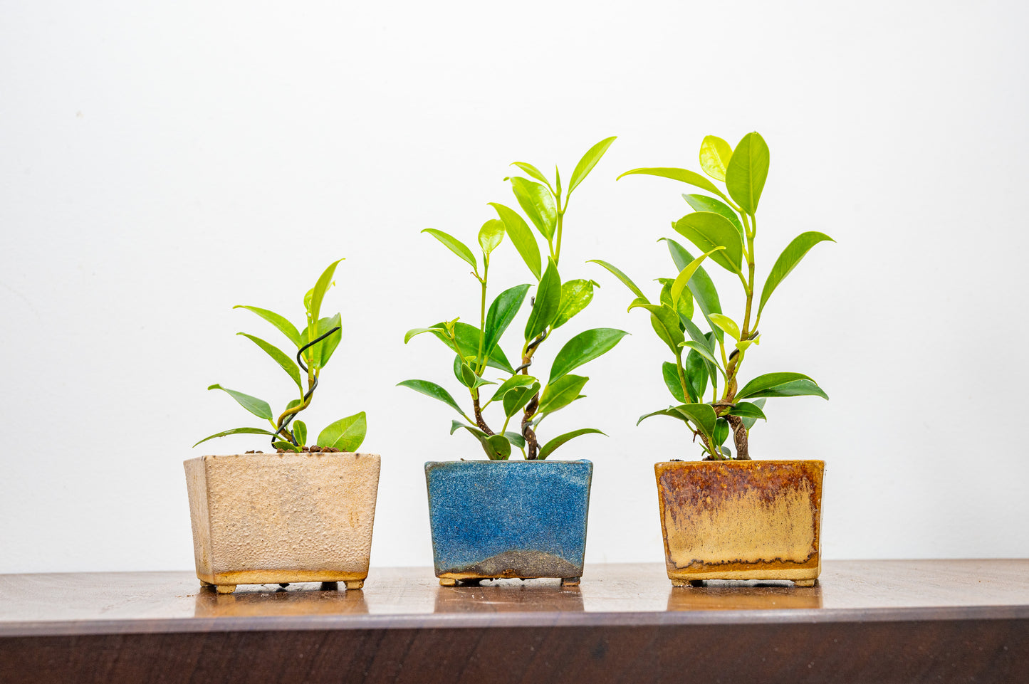 Ficus Bonsai Starter Tree