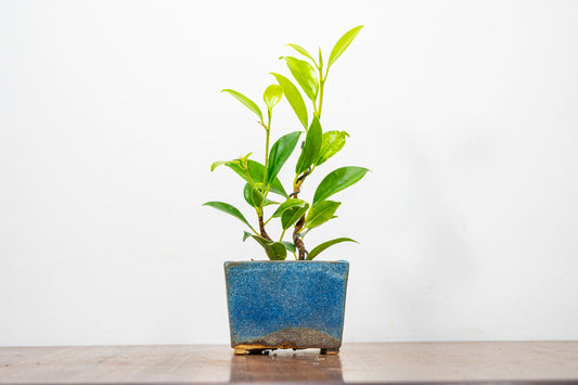 Ficus Bonsai Starter Tree