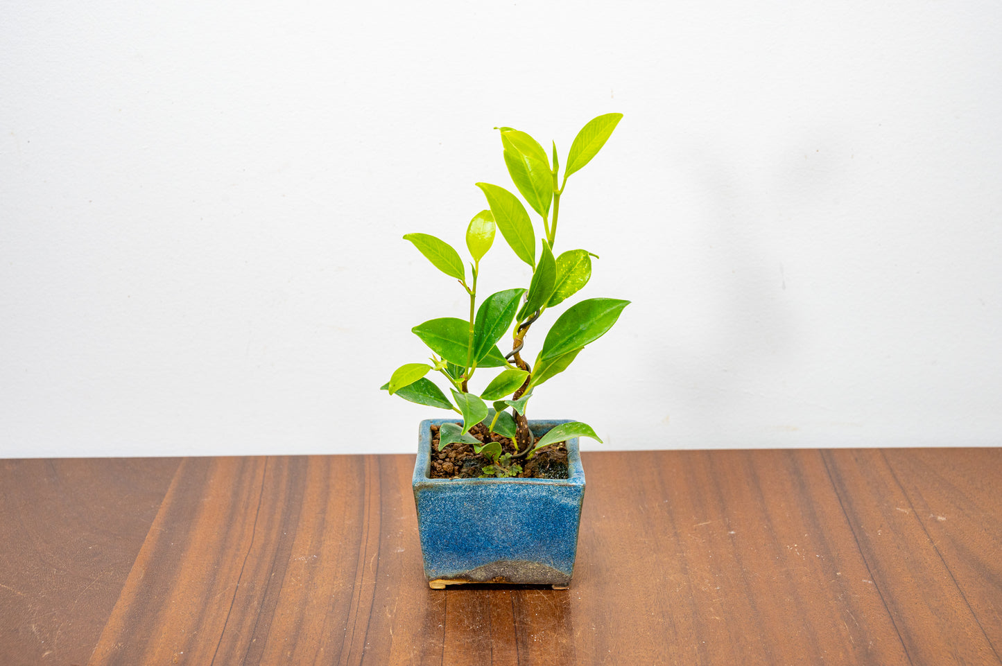 Ficus Bonsai Starter Tree