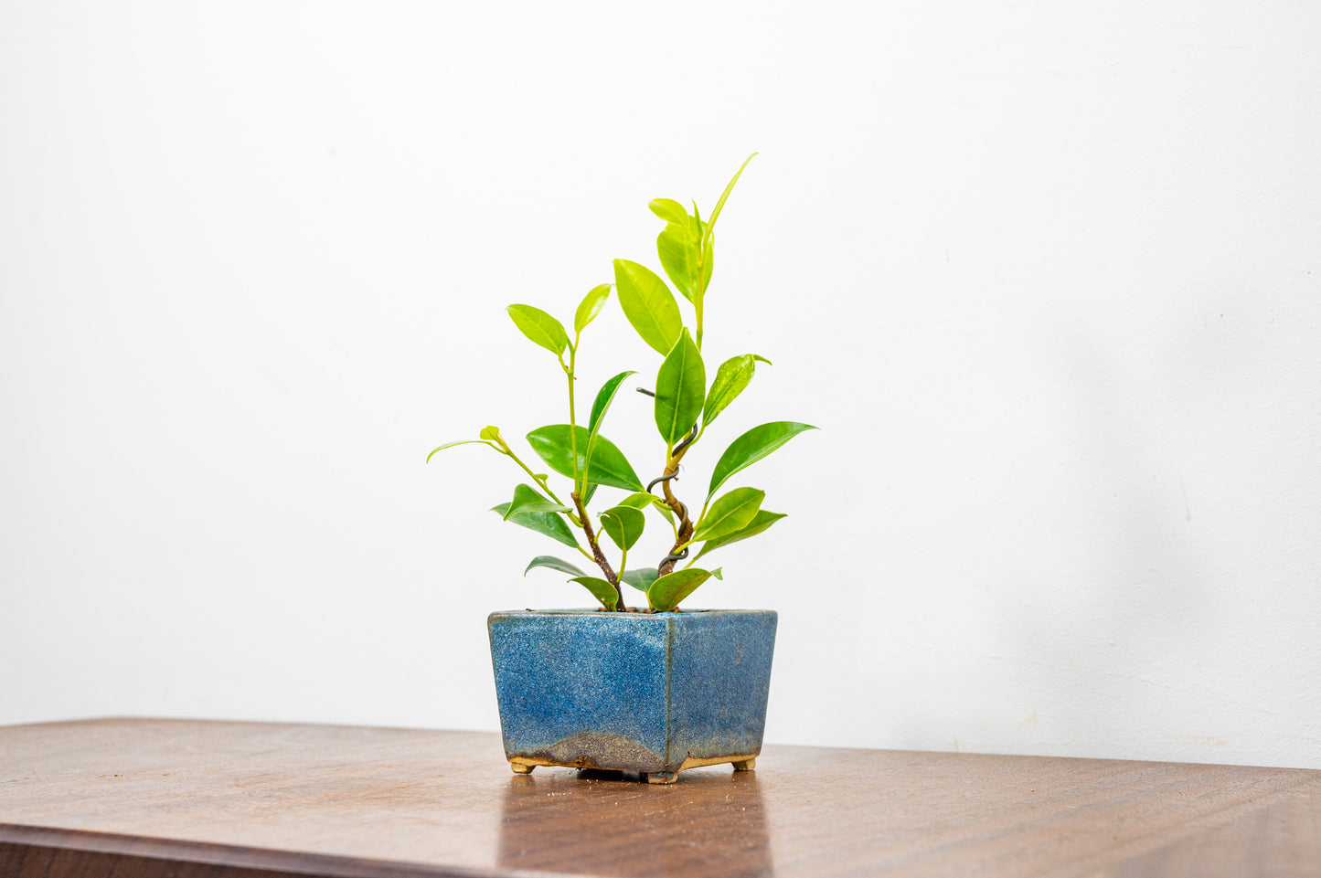 Ficus Bonsai Starter Tree