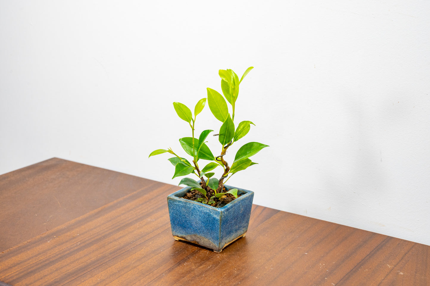 Ficus Bonsai Starter Tree