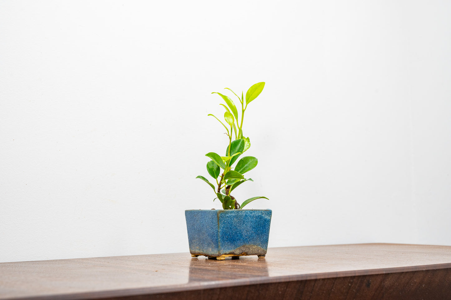 Ficus Bonsai Starter Tree