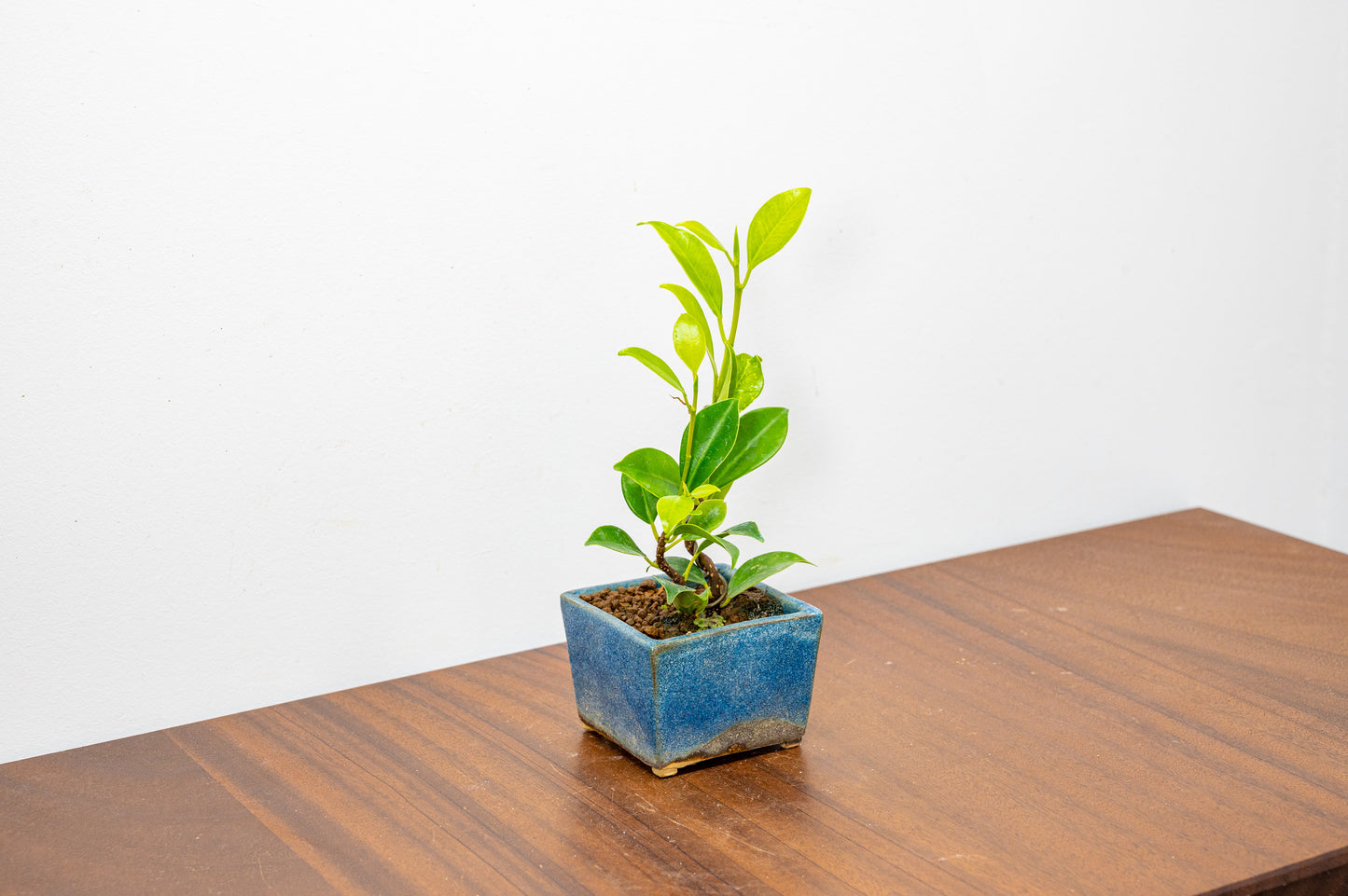 Ficus Bonsai Starter Tree