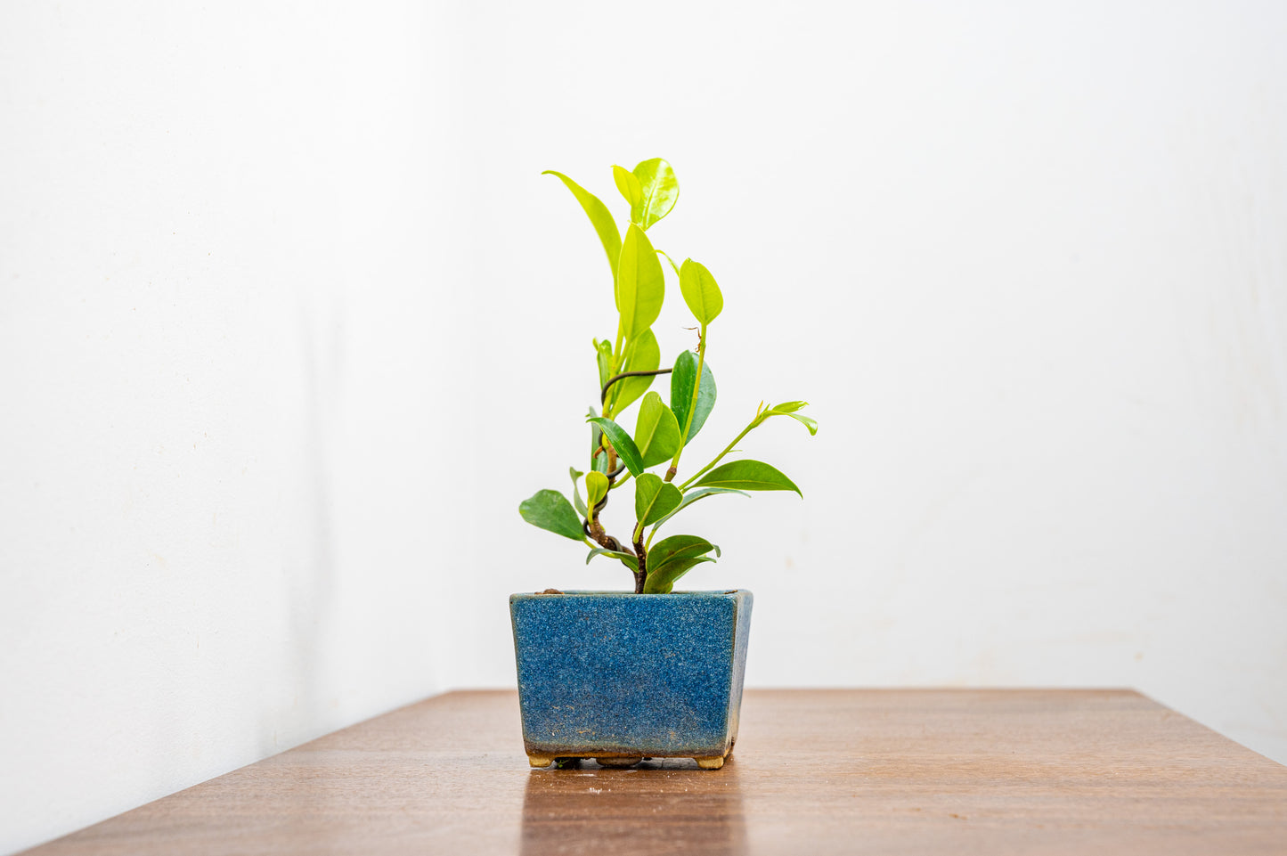 Ficus Bonsai Starter Tree