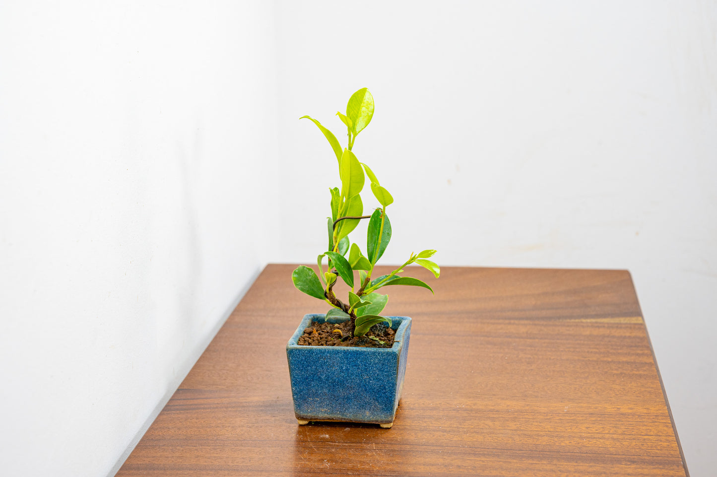 Ficus Bonsai Starter Tree