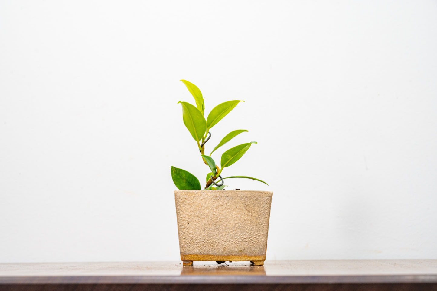 Ficus Bonsai Starter Tree