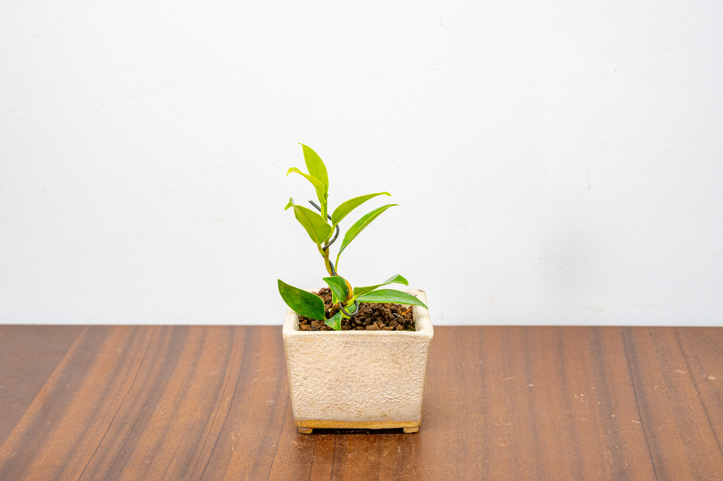 Ficus Bonsai Starter Tree