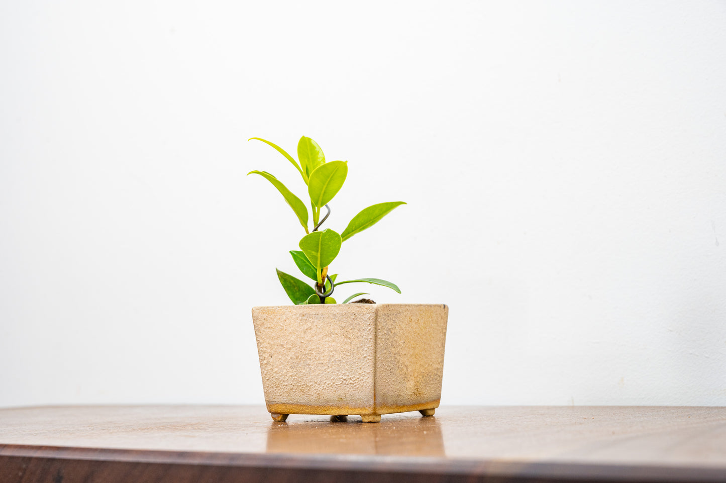 Ficus Bonsai Starter Tree