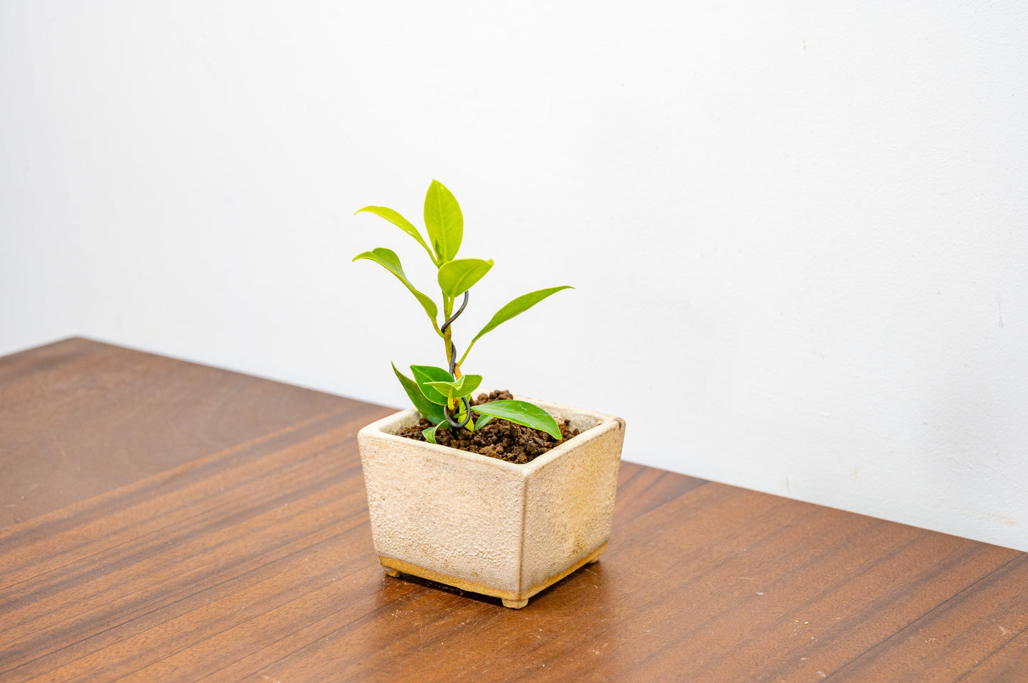 Ficus Bonsai Starter Tree