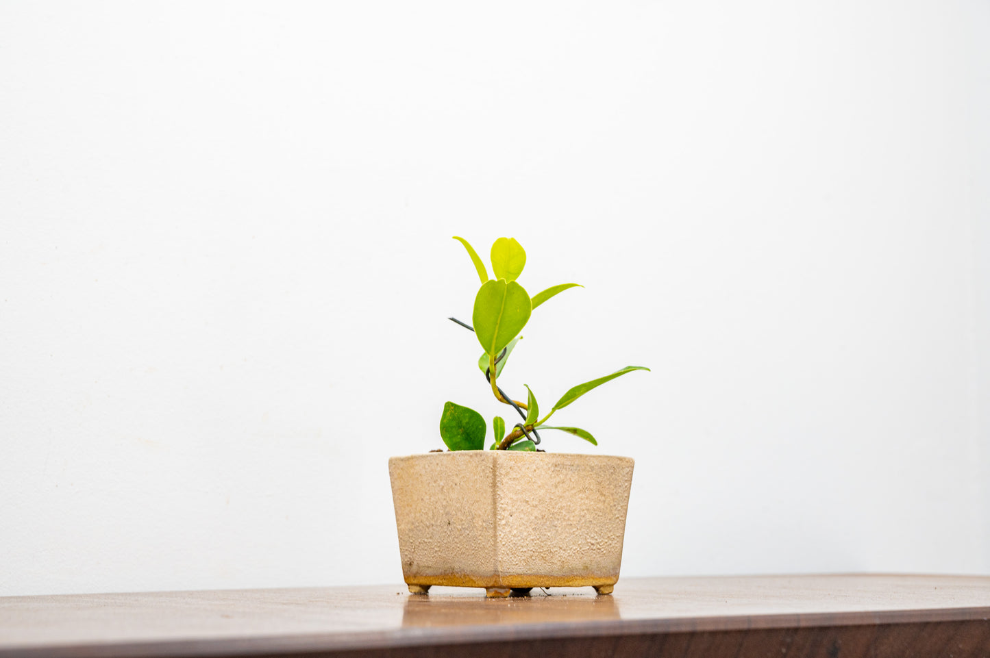 Ficus Bonsai Starter Tree