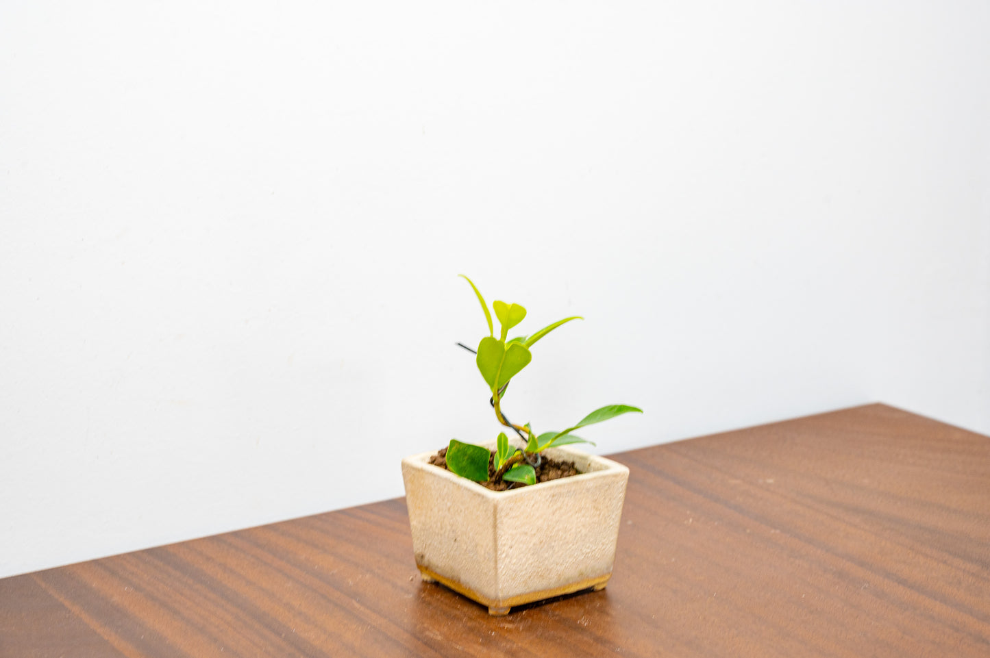 Ficus Bonsai Starter Tree