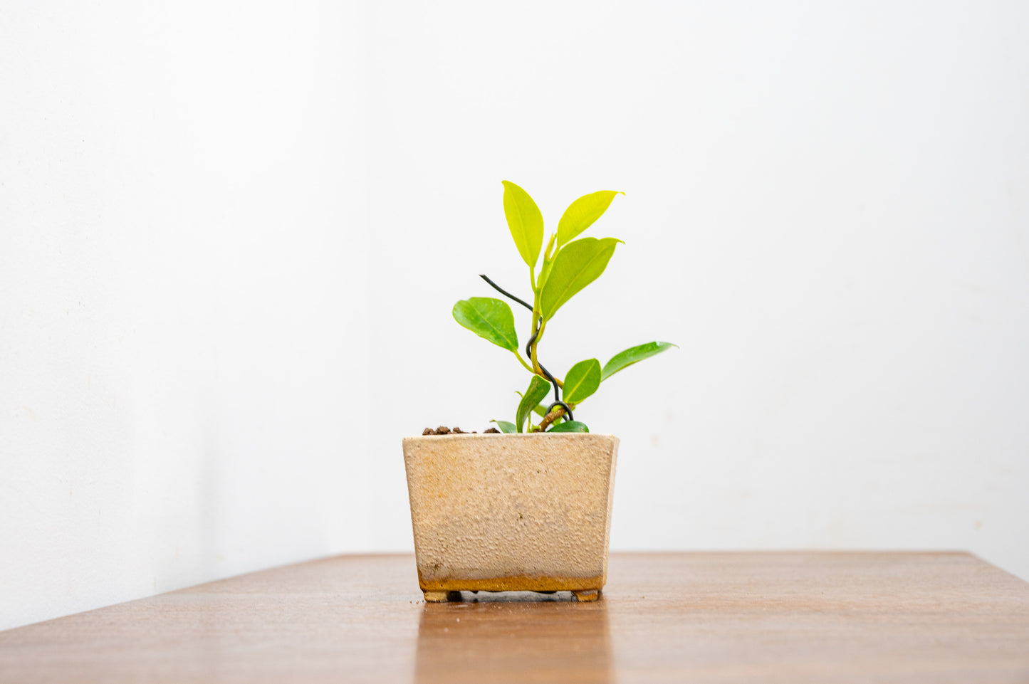 Ficus Bonsai Starter Tree