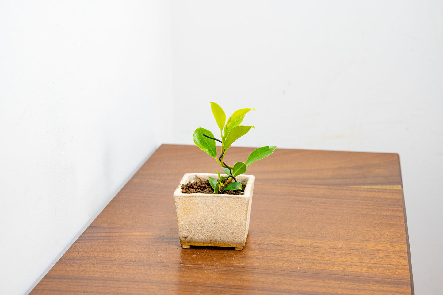 Ficus Bonsai Starter Tree