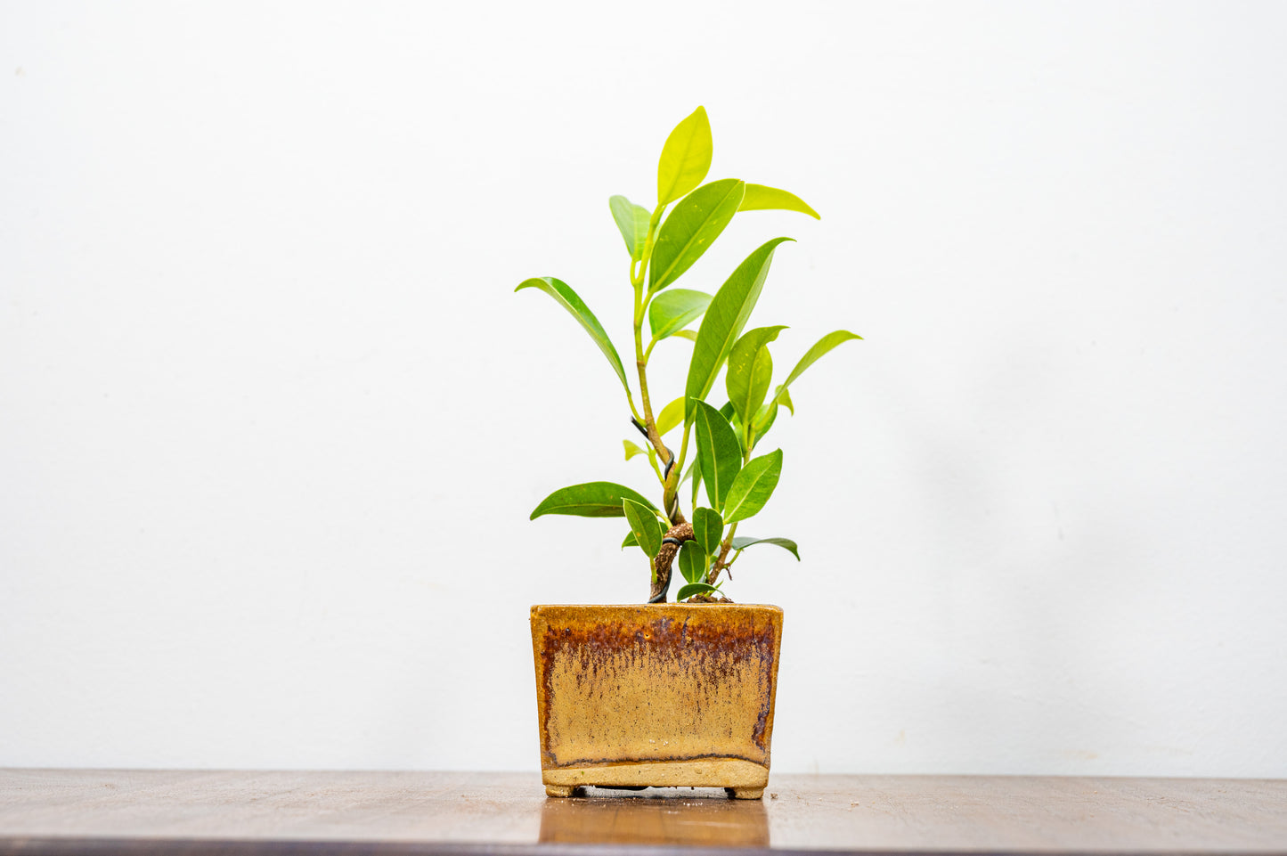 Ficus Bonsai Starter Tree