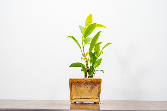 Ficus Bonsai Starter Tree