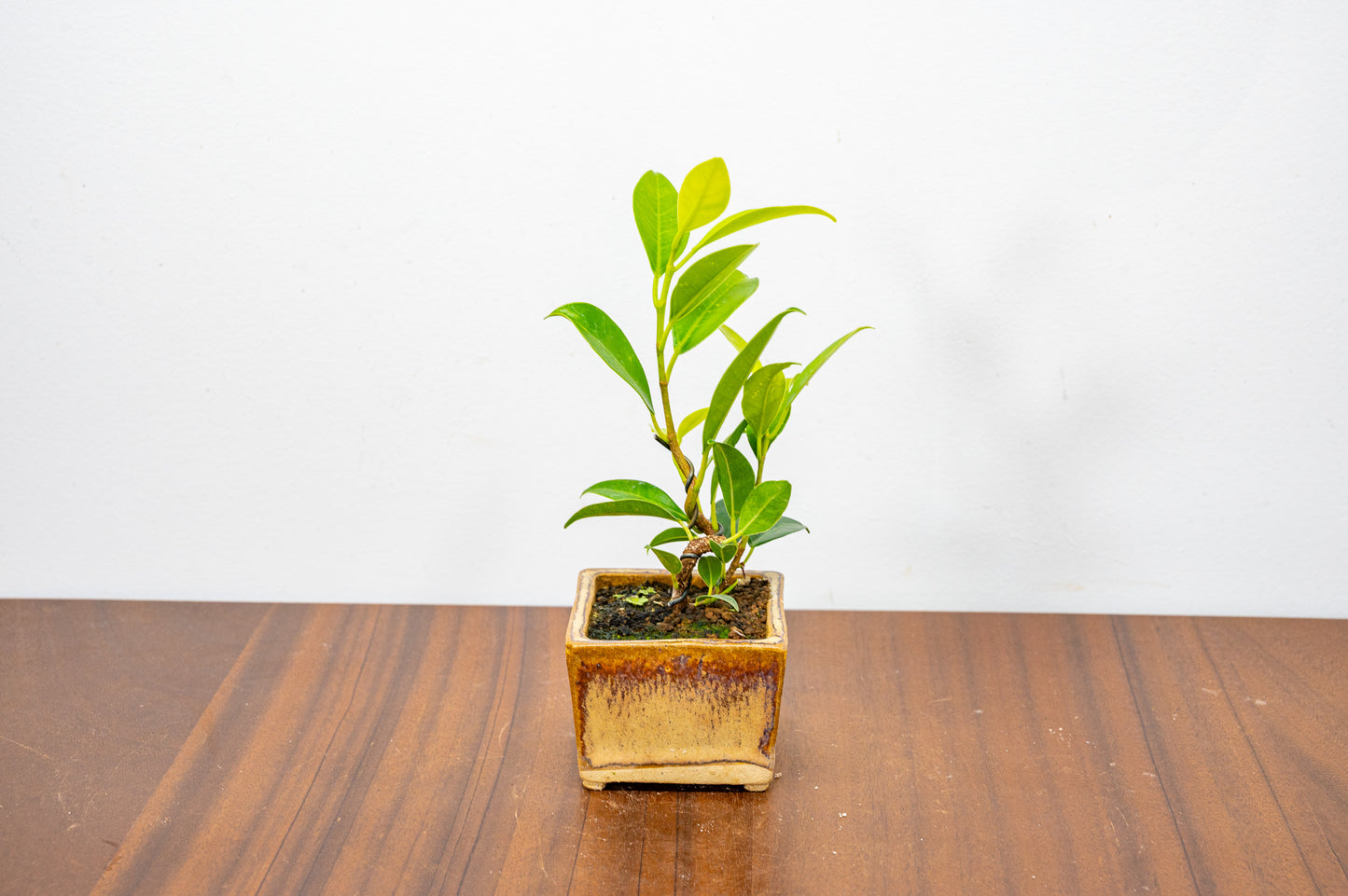 Ficus Bonsai Starter Tree