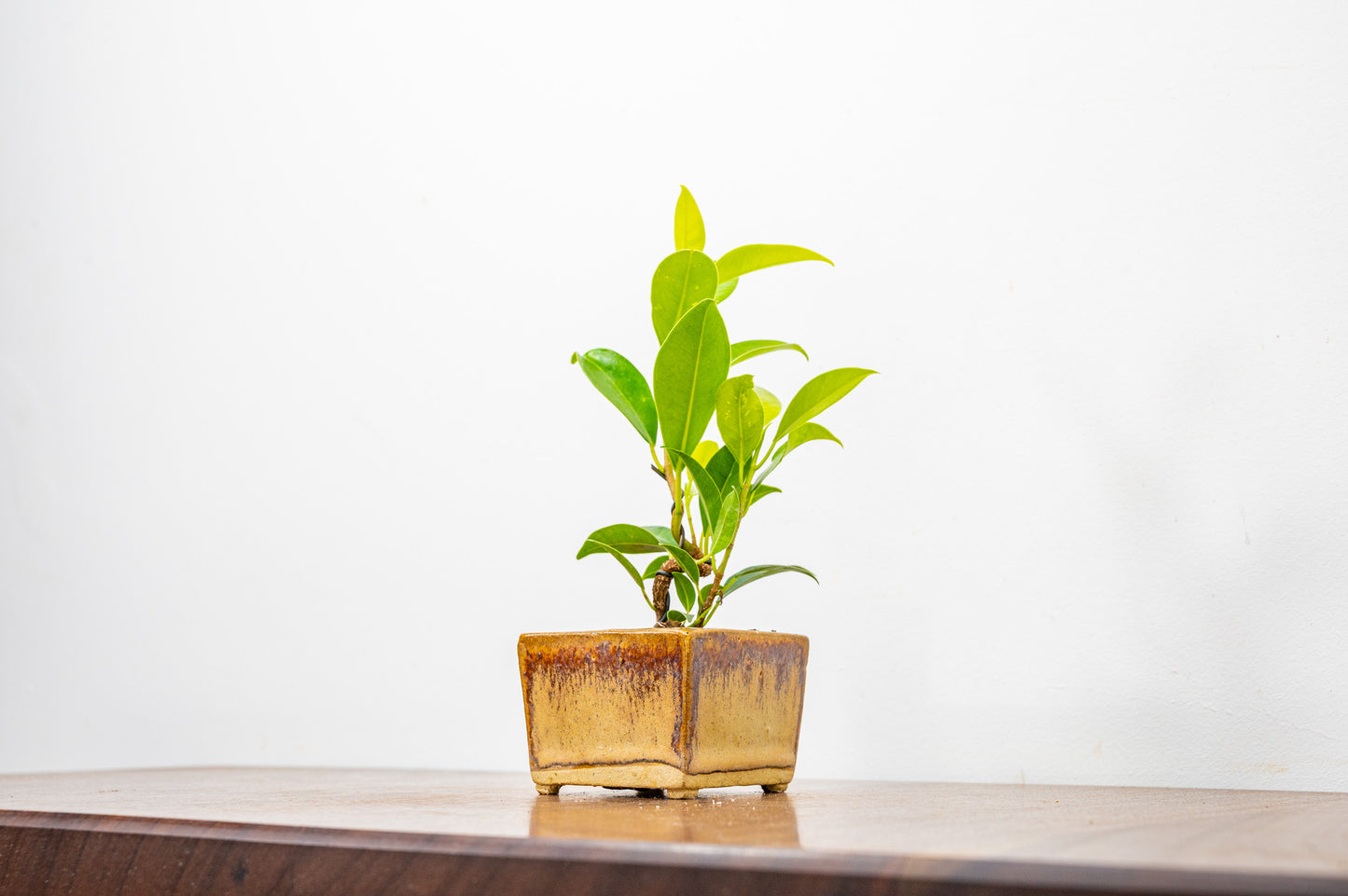 Ficus Bonsai Starter Tree