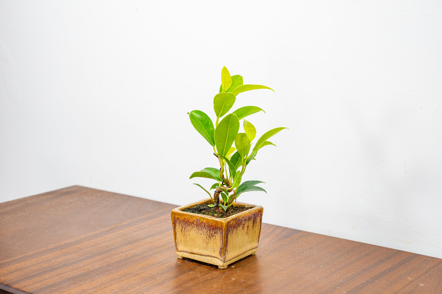 Ficus Bonsai Starter Tree