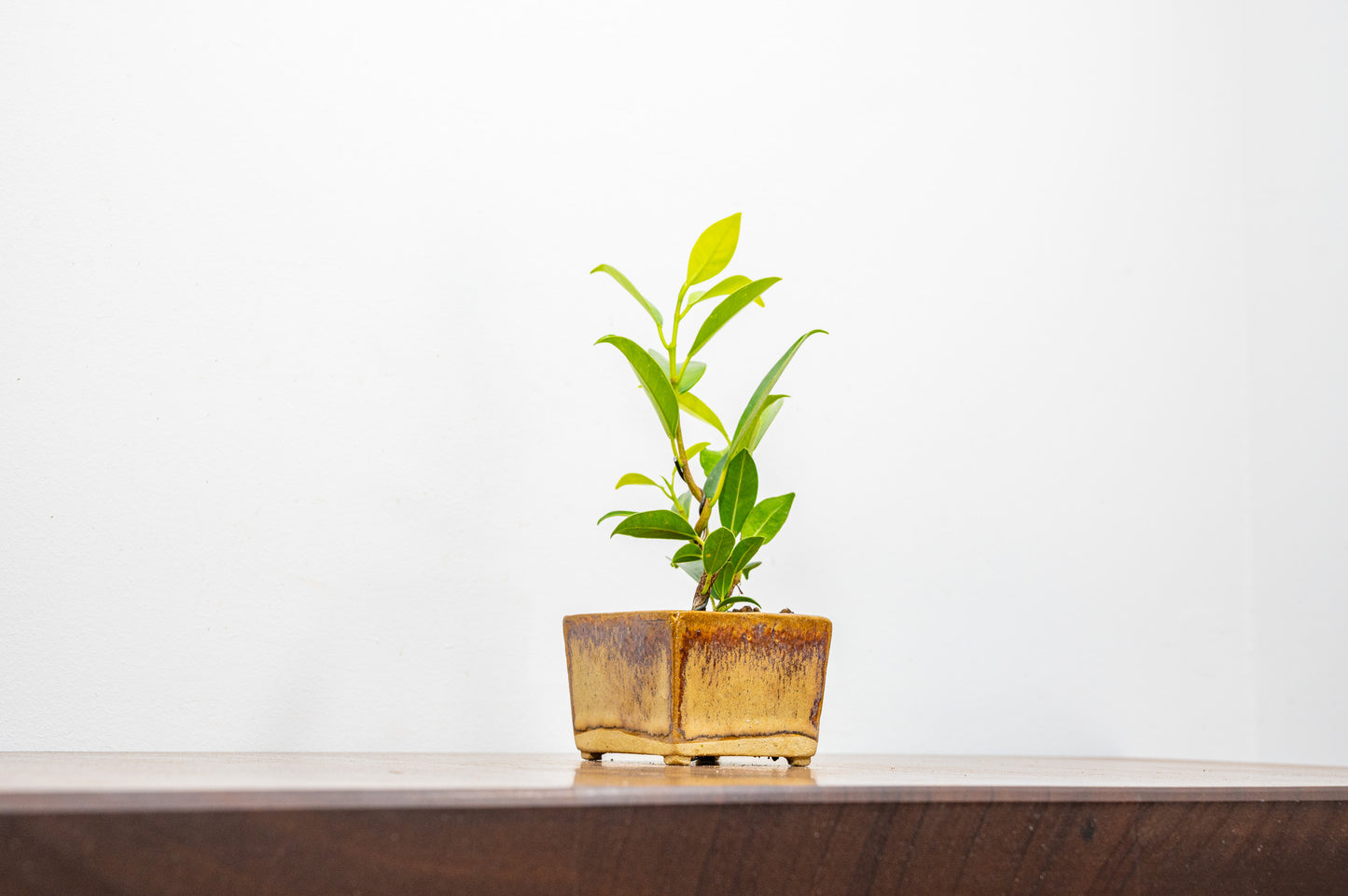 Ficus Bonsai Starter Tree