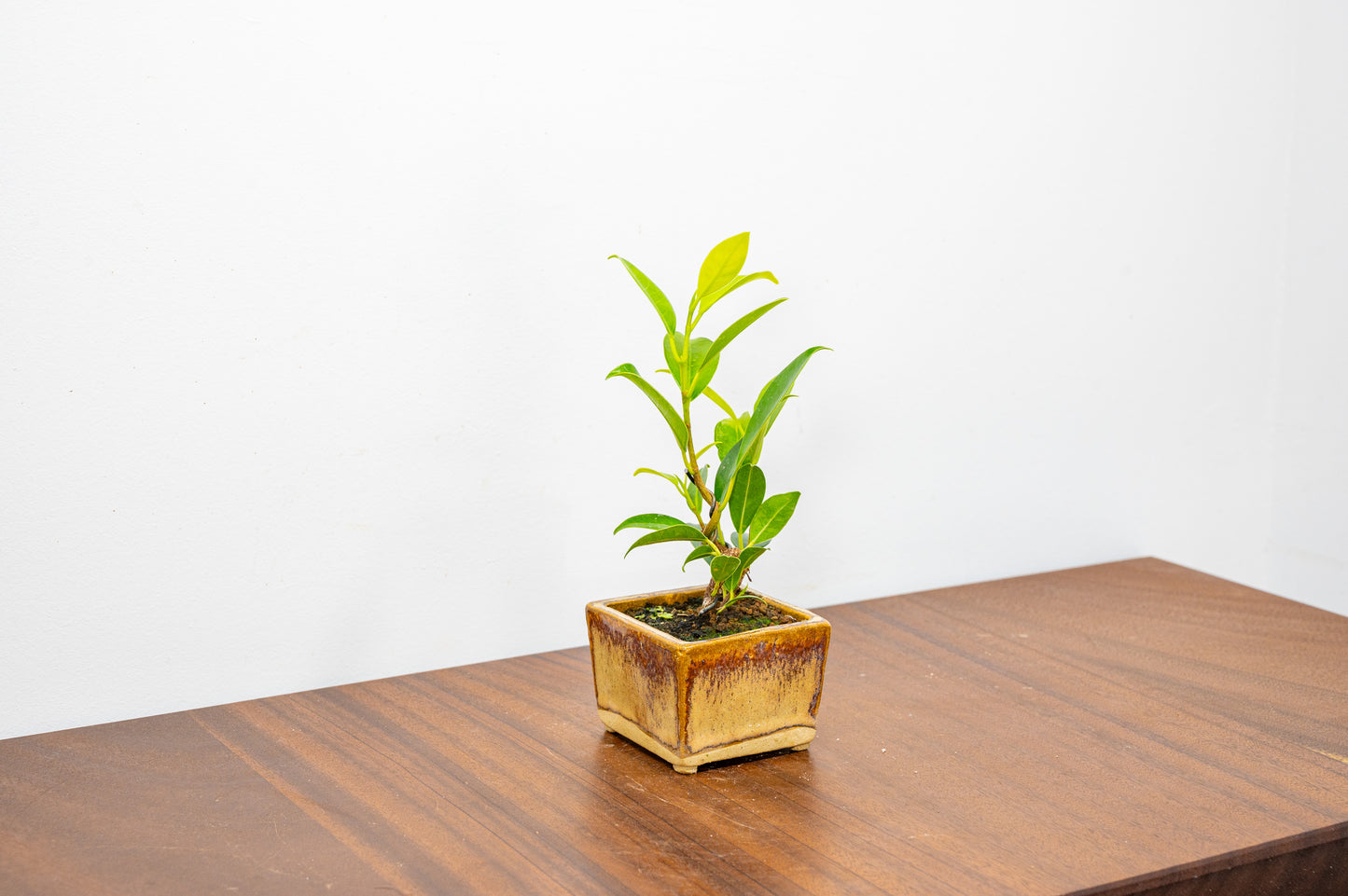 Ficus Bonsai Starter Tree