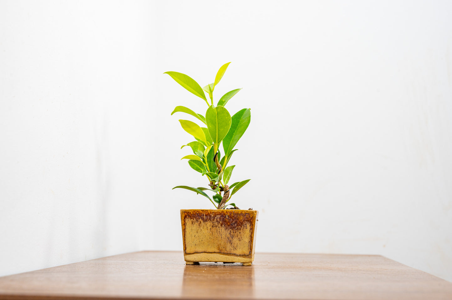 Ficus Bonsai Starter Tree