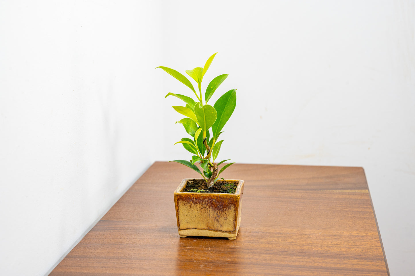 Ficus Bonsai Starter Tree