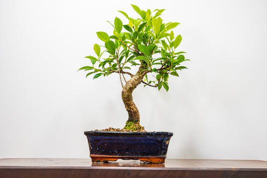 Banyan Fig Bonsai  S Trunk - 20cm Blue Ceramic Pot