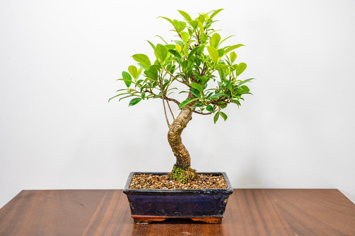 Banyan Fig Bonsai  S Trunk - 20cm Blue Ceramic Pot