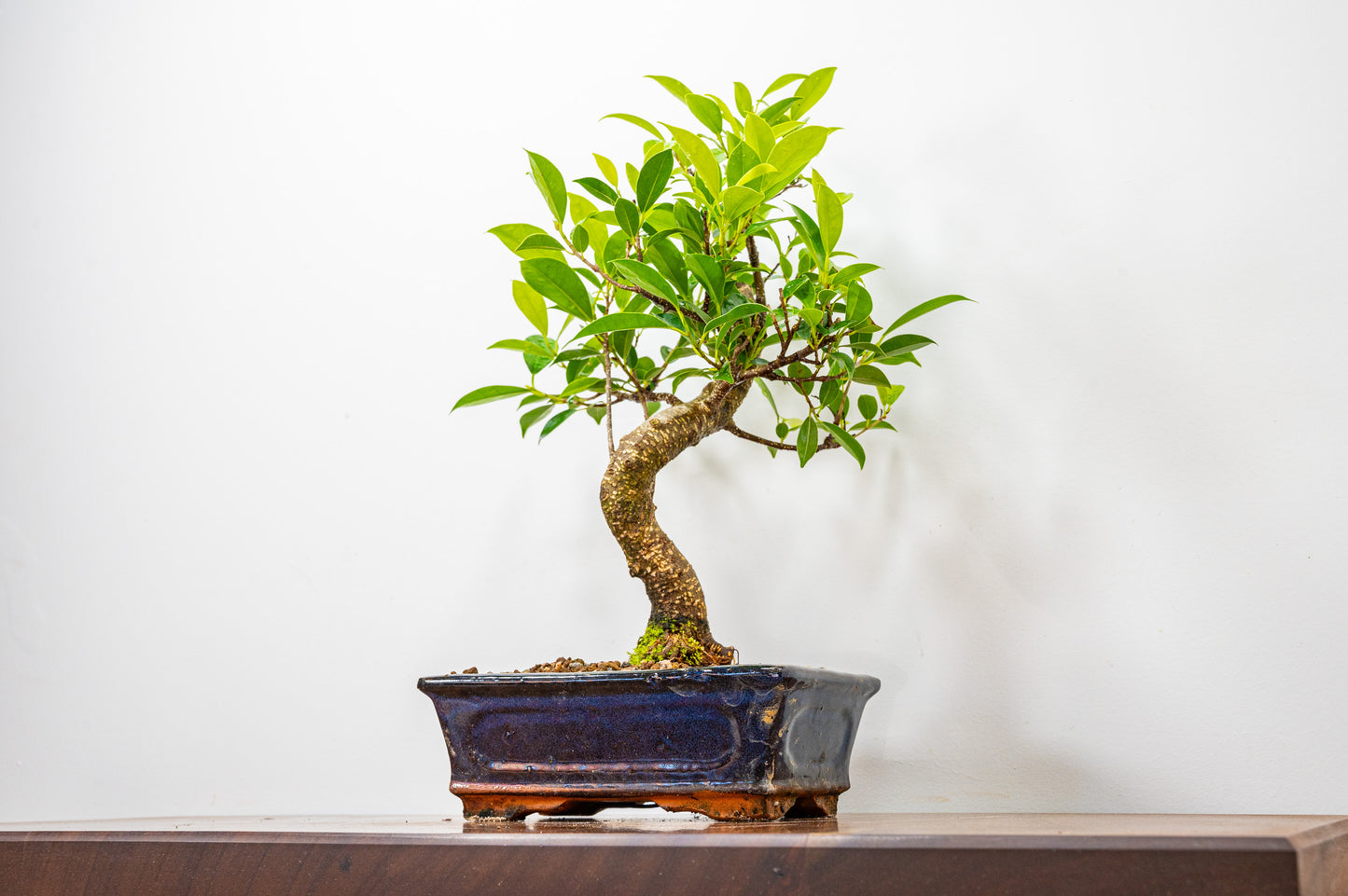 Banyan Fig Bonsai  S Trunk - 20cm Blue Ceramic Pot