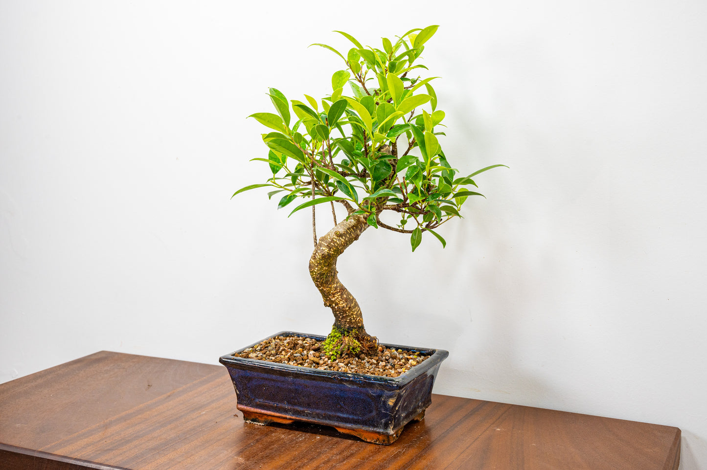 Banyan Fig Bonsai  S Trunk - 20cm Blue Ceramic Pot