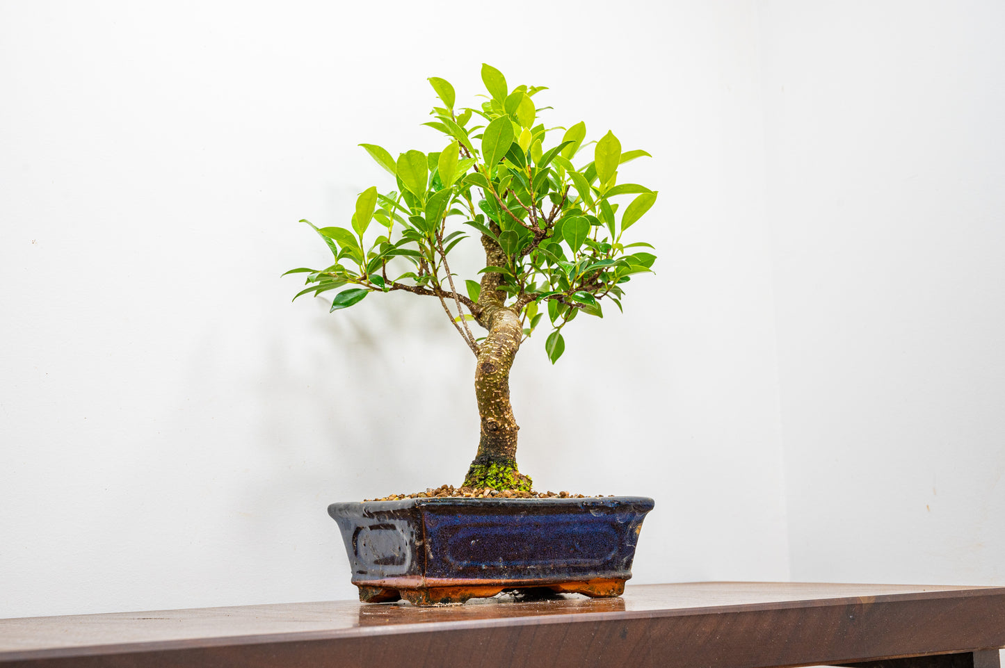 Banyan Fig Bonsai  S Trunk - 20cm Blue Ceramic Pot